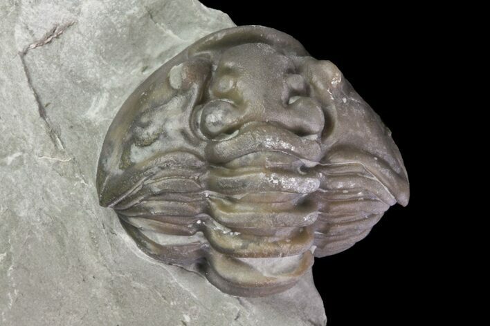 Wide, Enrolled Flexicalymene Trilobite In Shale - Ohio #67975